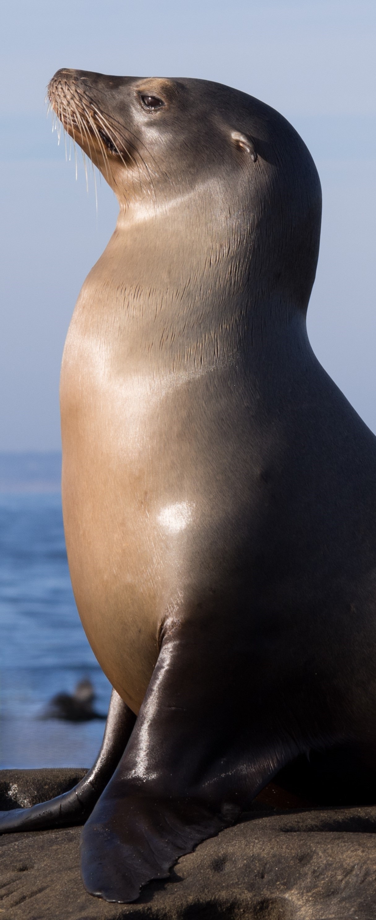 sea_lion